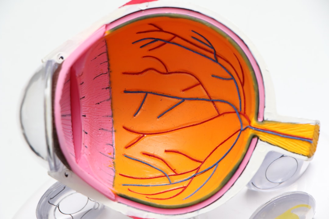 An anatomical model of an eye, cut away to show the retina